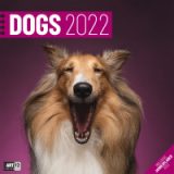 Dogs 2022