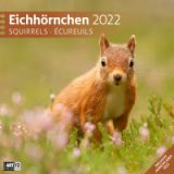 Eichhörnchen 2022